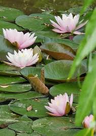 Везем наших Гостей на монастырское озеро любоваться лотосами в июле